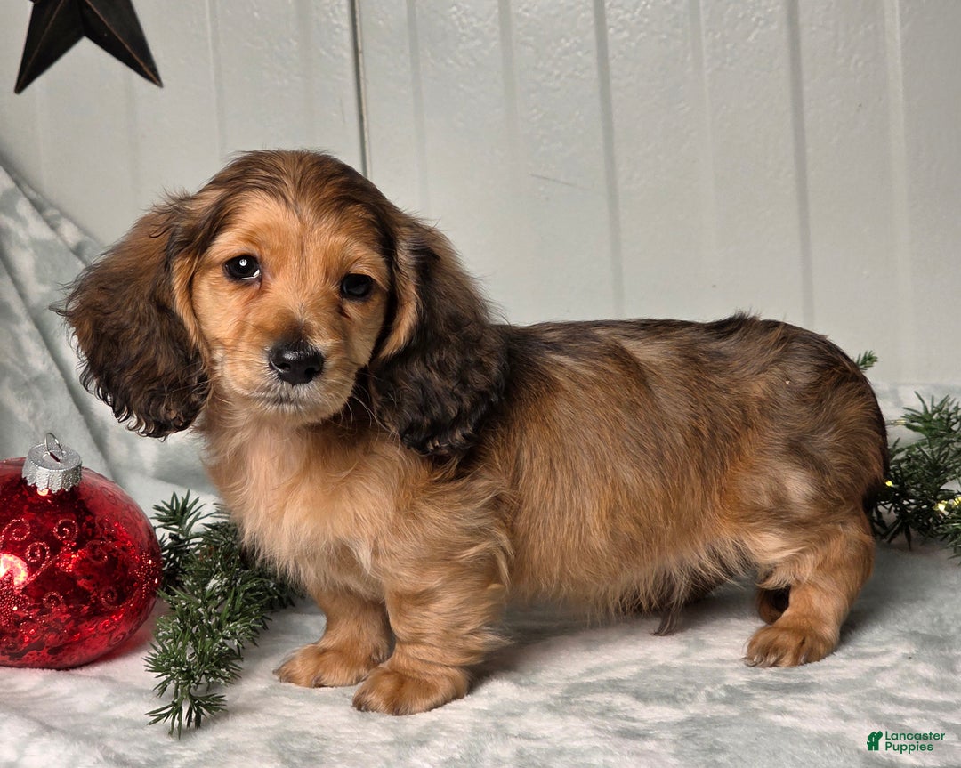 Miniature Dachshund dogs for sale: Shannon - Ad 9