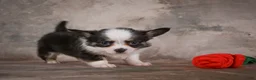 Chihuahua dogs for sale: Elvis - Ad 3