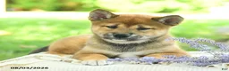 Shiba Inu dogs for sale: Jewel  - Ad 5