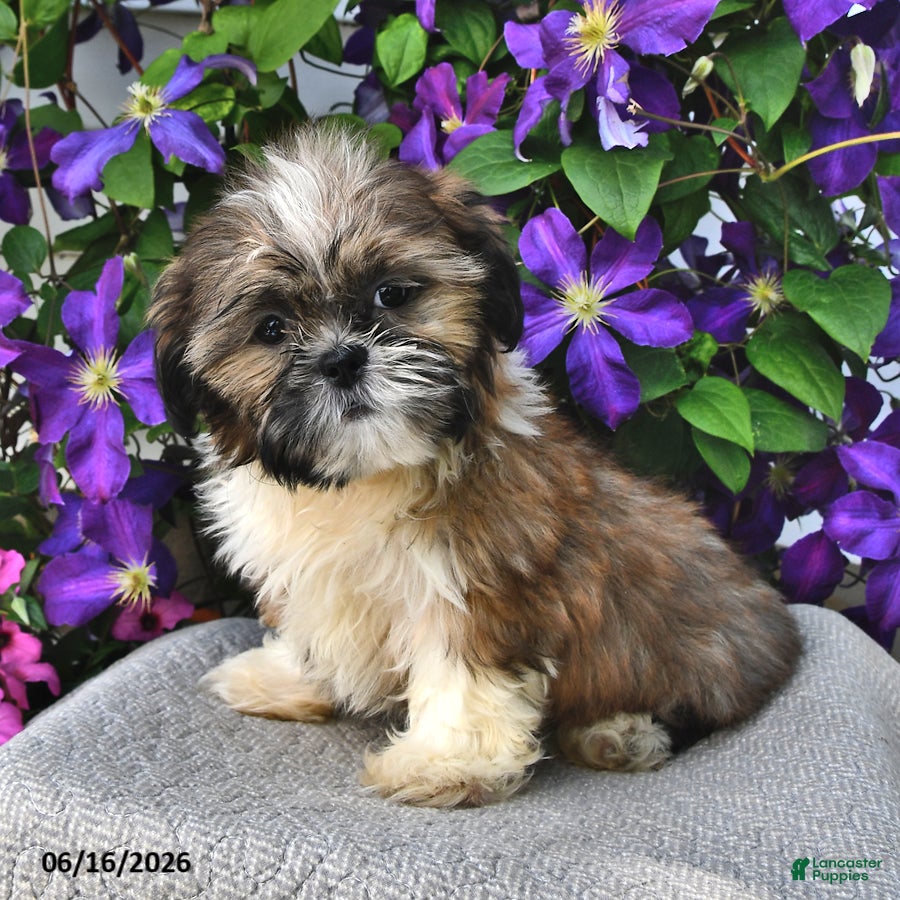 Shih Tzu dogs Sizzler - Ad 1