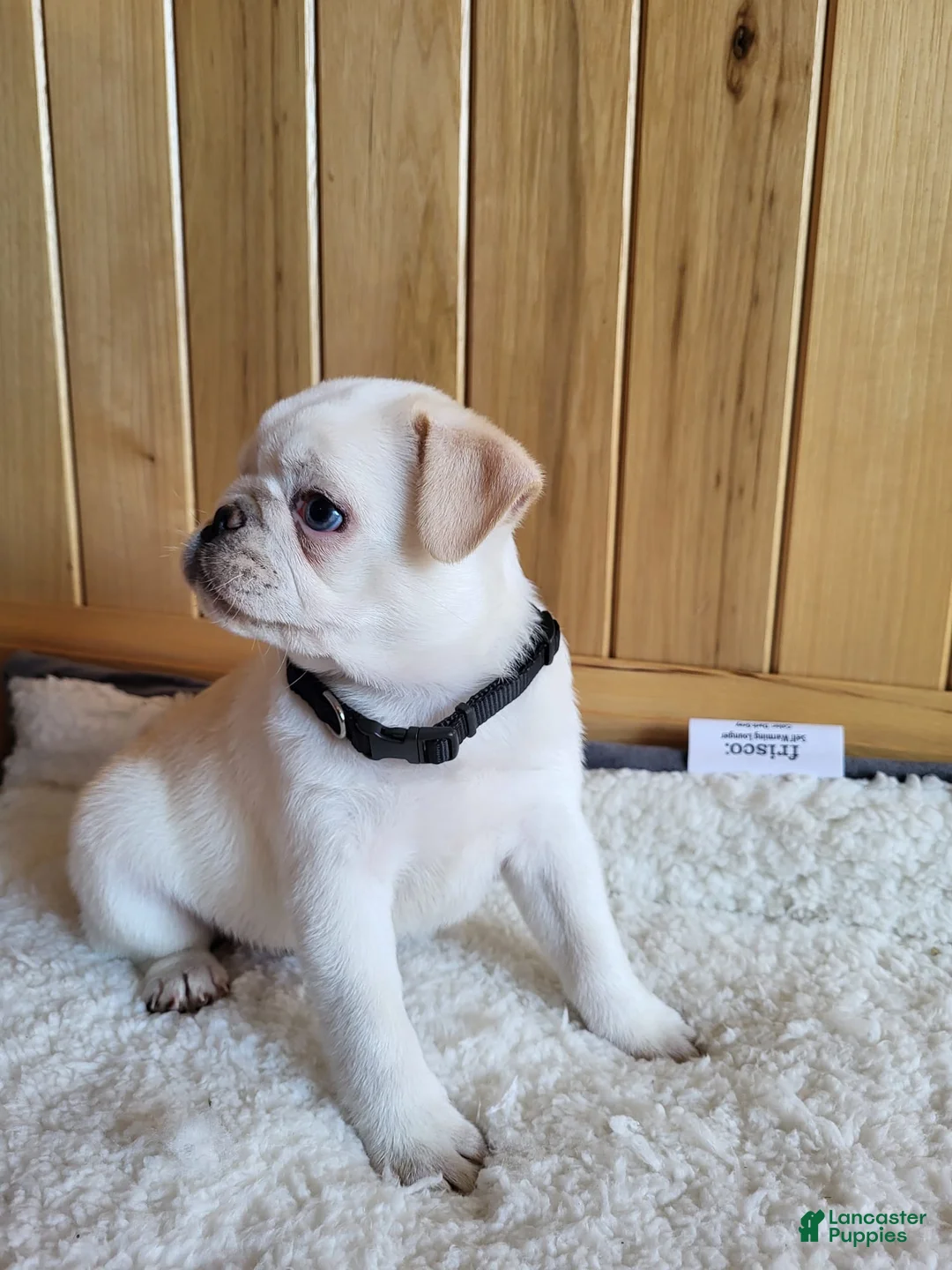 Pug dogs for sale: Brock - Ad 2
