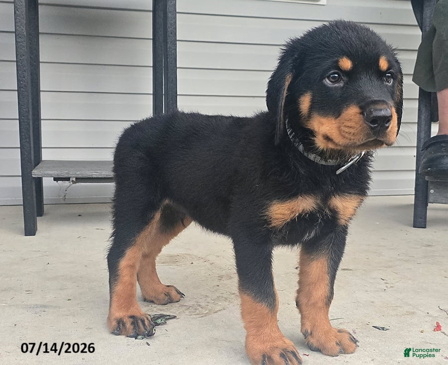 Rottweiler dogs Bruno - Ad 2