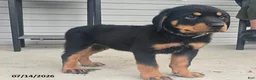 Rottweiler dogs for sale: Bruno - Ad 2