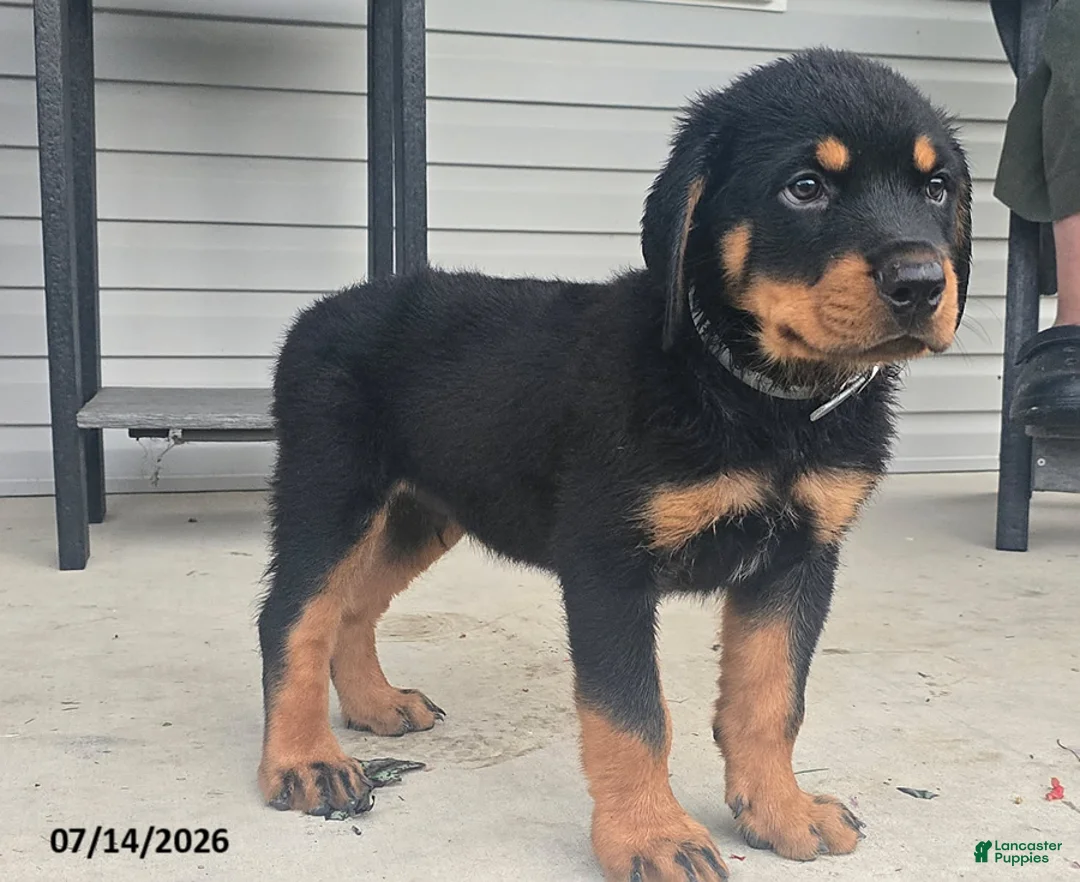 Rottweiler dogs for sale: Bruno - Ad 2