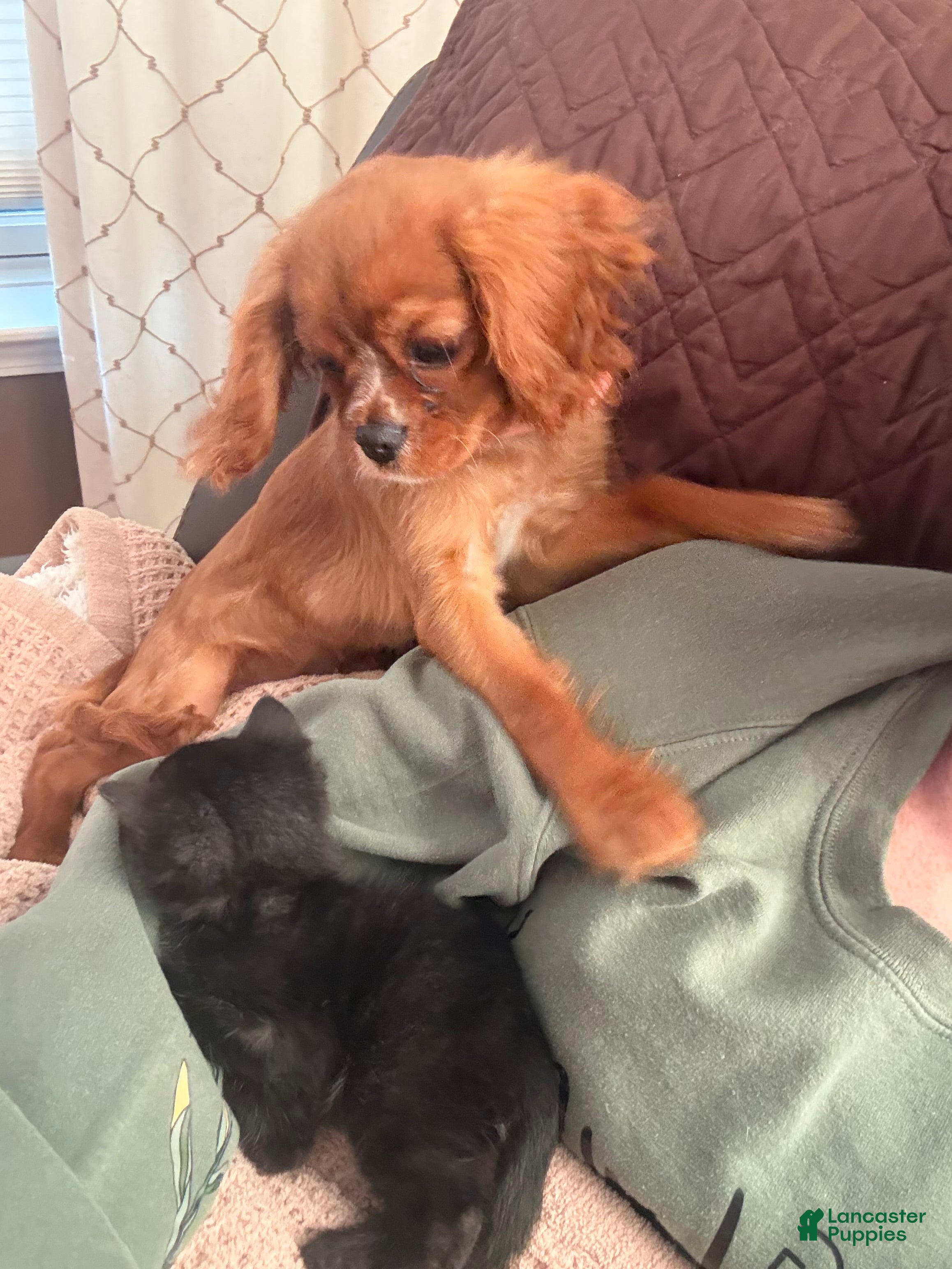 Cavalier King Charles Spaniel (Cavalier King Charles Spaniel, Female) in Nappanee, IN