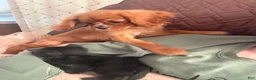 Cavalier King Charles Spaniel dogs for sale: Cavalier King Charles Spaniel 1 - Ad 1