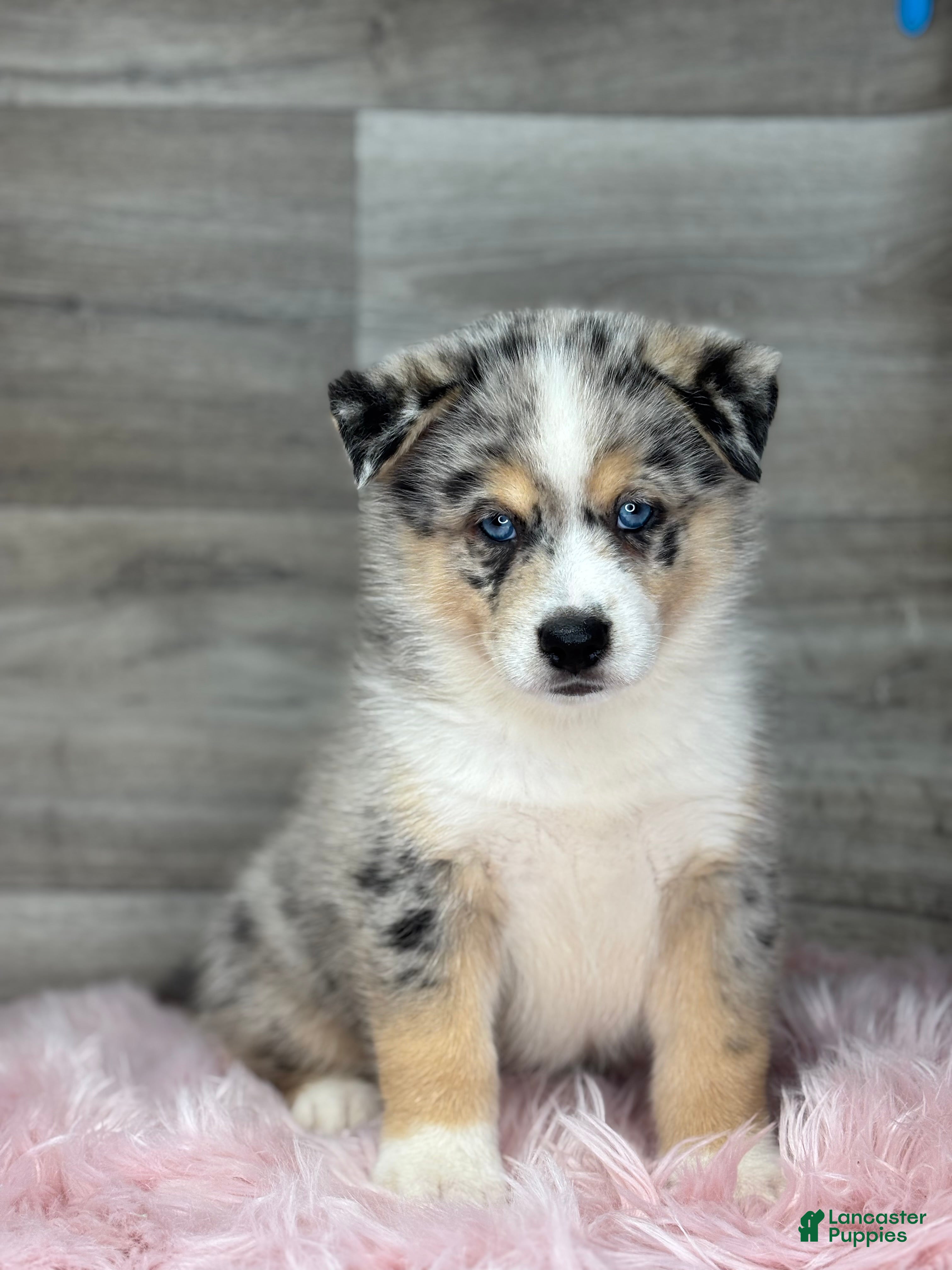 Pomsky dogs Edward - Ad 1