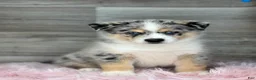 Pomsky dogs for sale: Edward - Ad 1