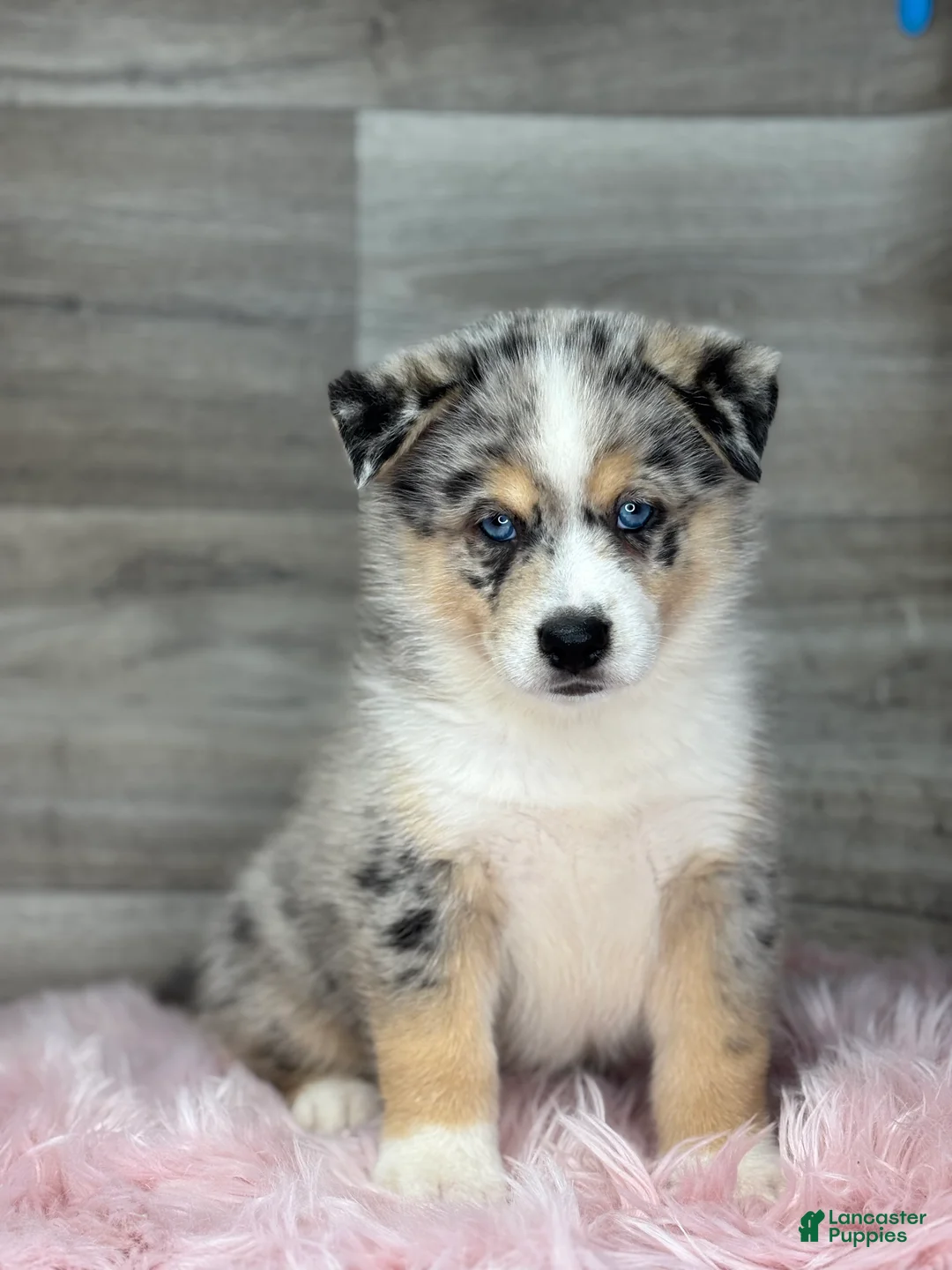 Pomsky dogs for sale: Edward - Ad 1
