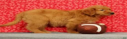 Golden Retriever dogs for sale: Ziva - Ad 6