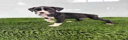 Boxer dogs for sale: Mylan - Ad 4