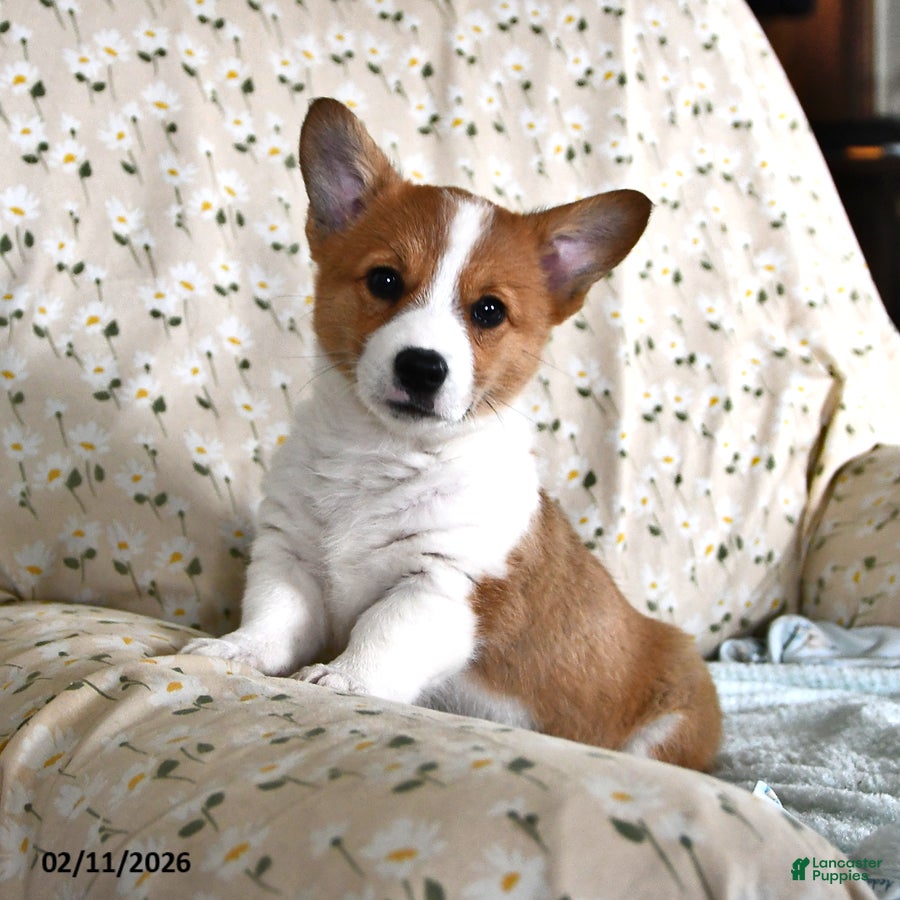 Welsh Corgi Pembroke dogs Magnolia - Ad 1