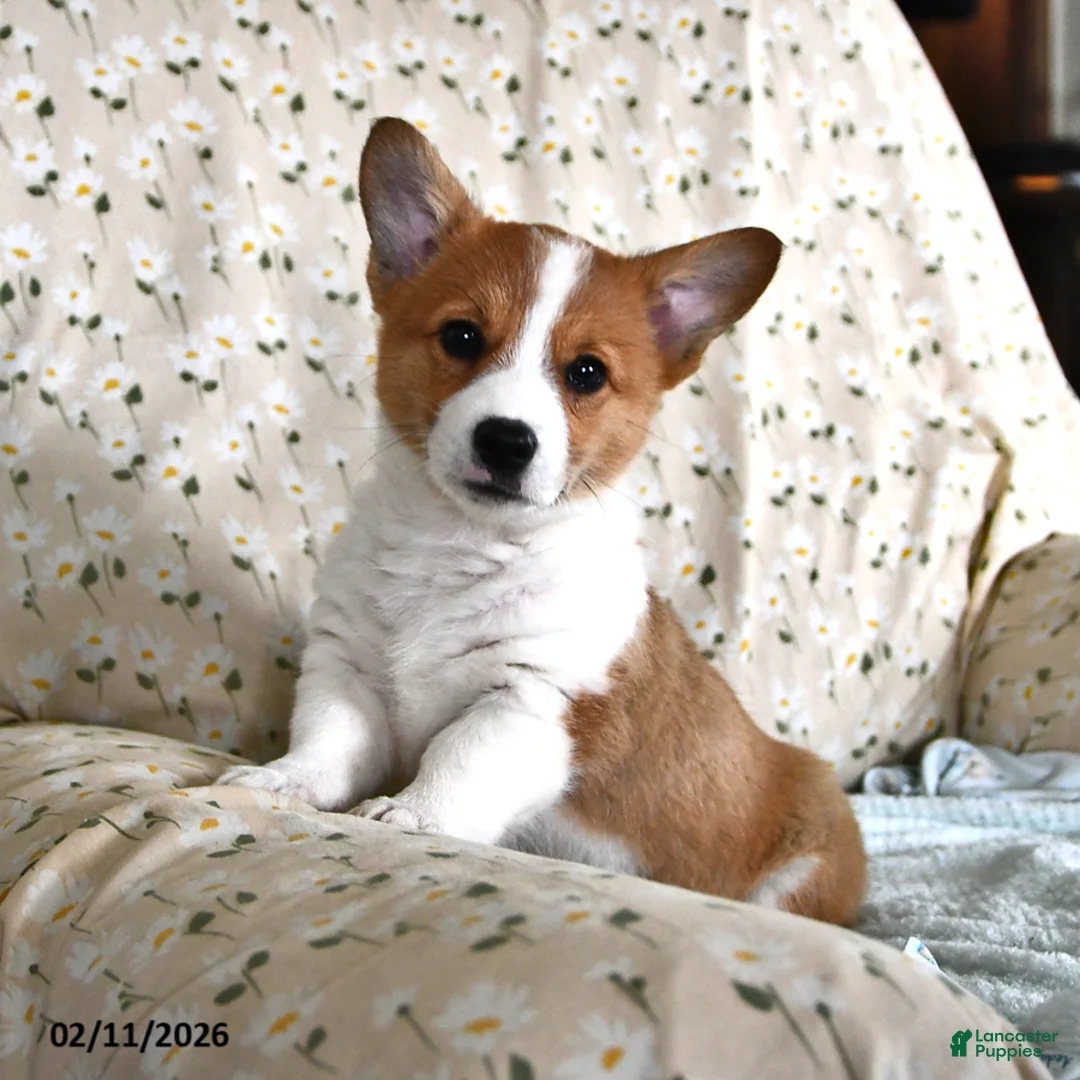 Welsh Corgi Pembroke dogs for sale: Magnolia - Ad 4