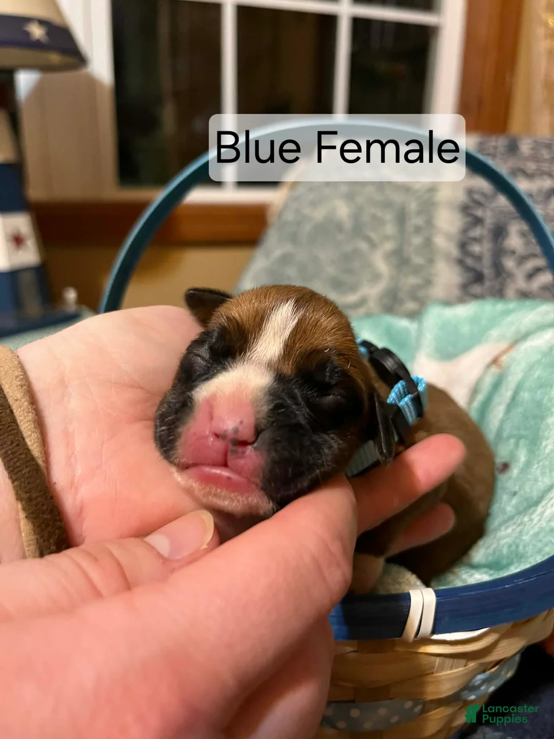 Boxer dogs for sale: Blue Female - Ad 1