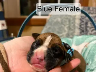 Boxer dogs Blue Female - Ad 14