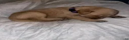 Double Doodle dogs for sale: Purple - Ad 3