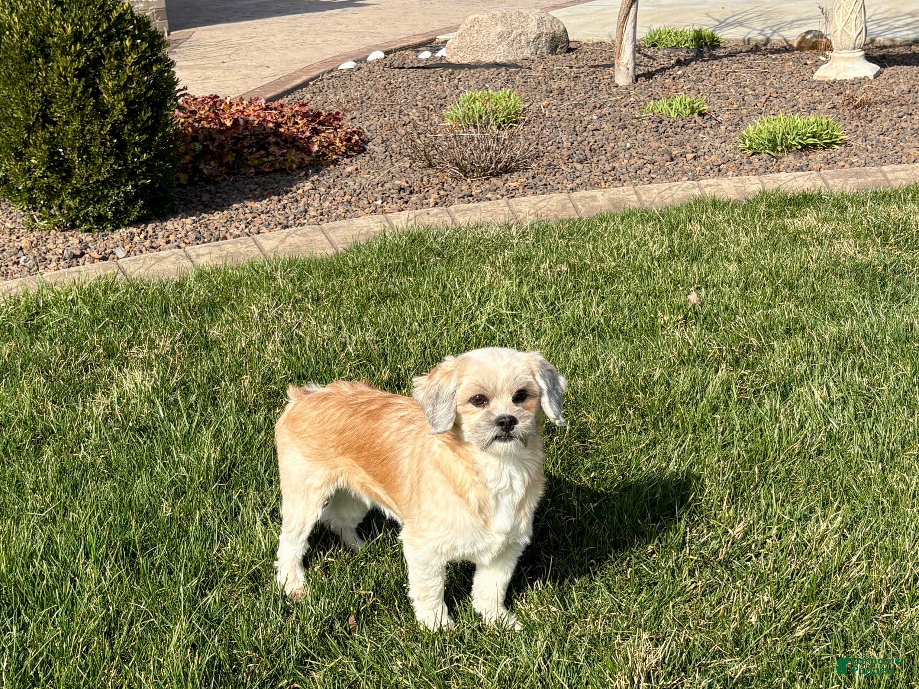 Lhasa Apso dogs Heather - Ad 2