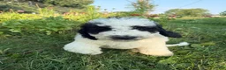Bernedoodle dogs for sale: Duckie - Ad 4