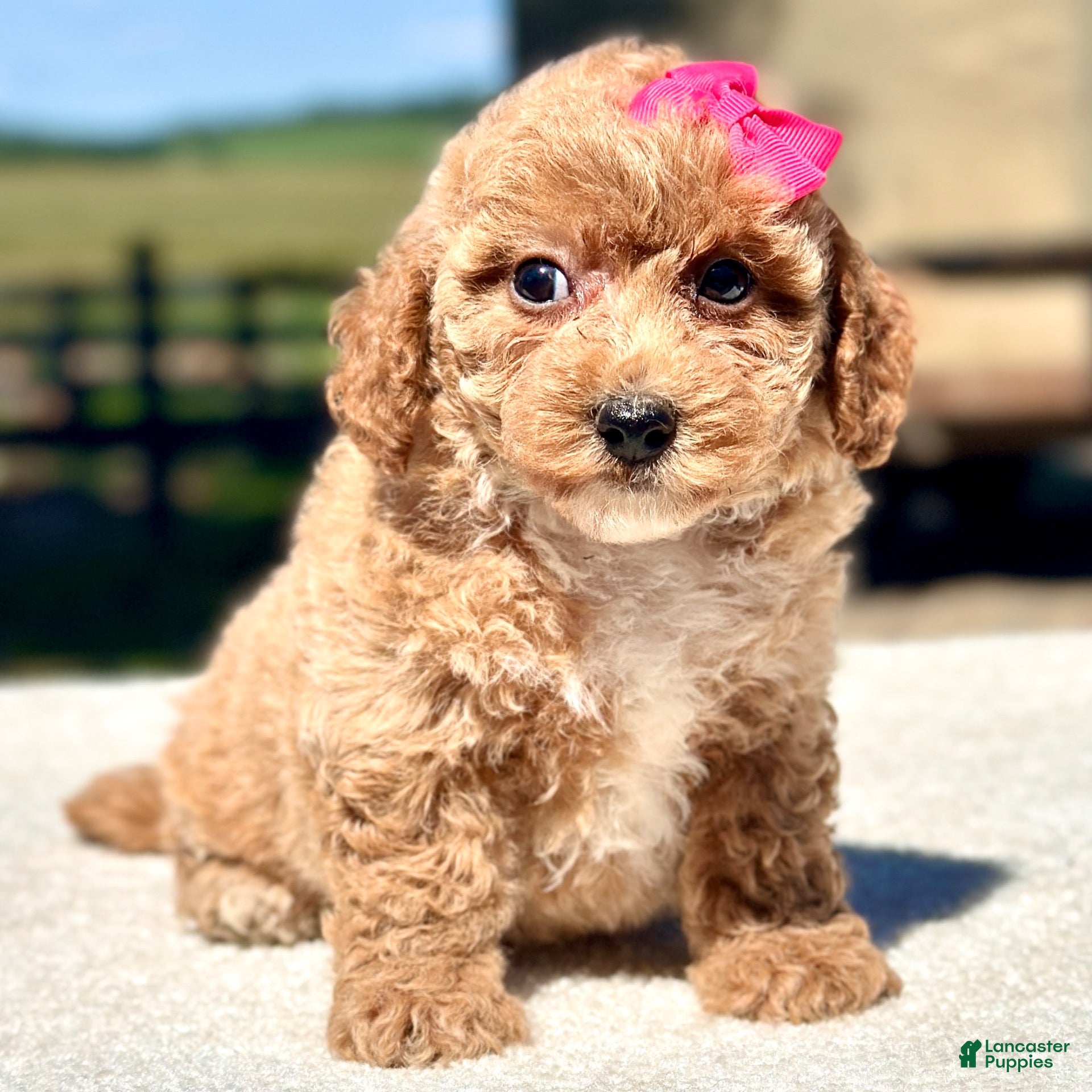 Maltipoo dogs Skye - Ad 2