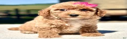 Maltipoo dogs for sale: Skye - Ad 2