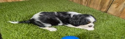 Cavalier King Charles Spaniel dogs for sale: Gracie Boy 1 - Ad 4