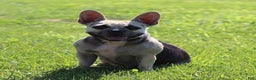 French Bulldog dogs for sale: Mike - Ad 6