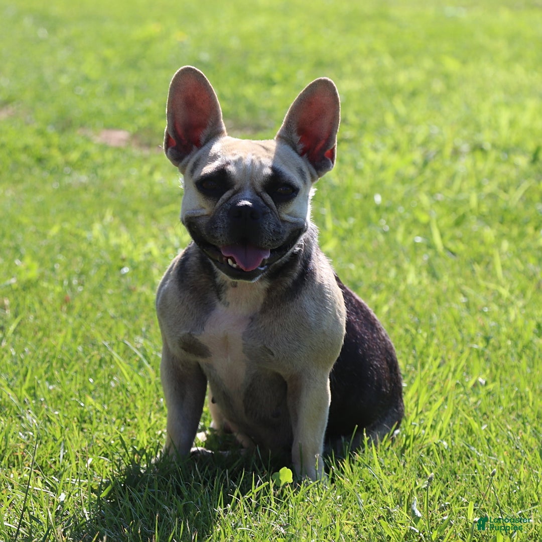 French Bulldog dogs for sale: Mike - Ad 6