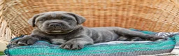 Cane Corso dogs for sale: Maximus (Champion Bloodline) - Ad 4