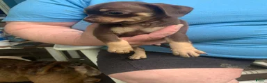 Chiweenie Puppy 4