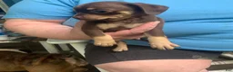 Chiweenie dogs for sale: Chiweenie Puppy 4 - Ad 1