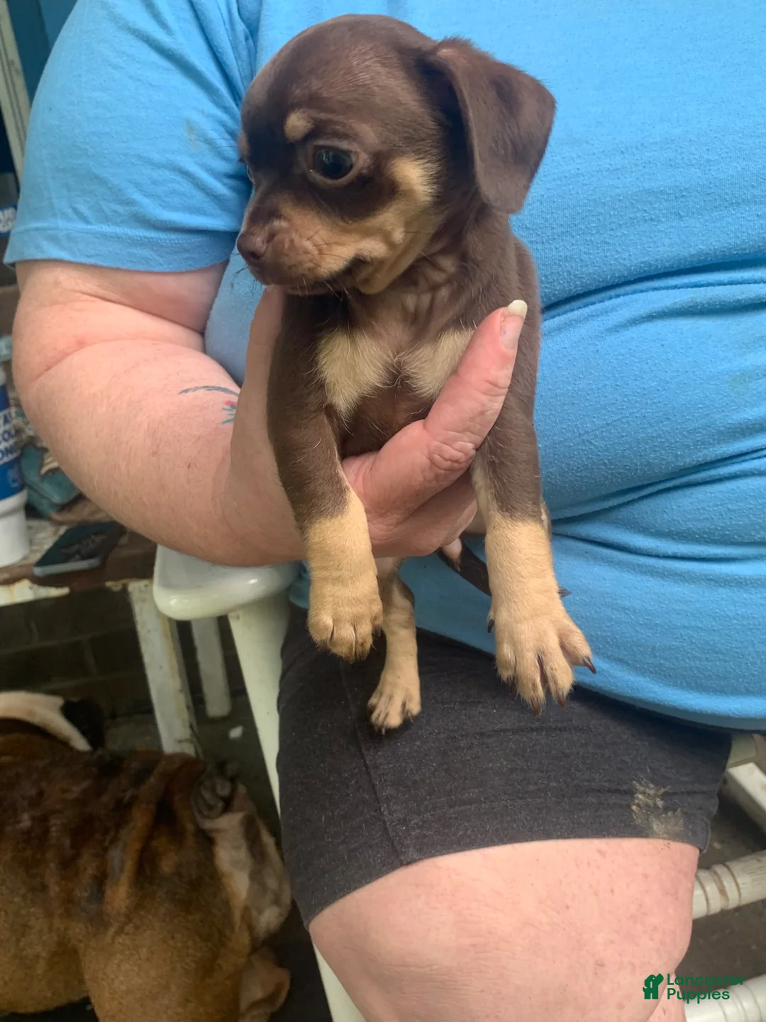 Chiweenie dogs for sale: Chiweenie Puppy 4 - Ad 1