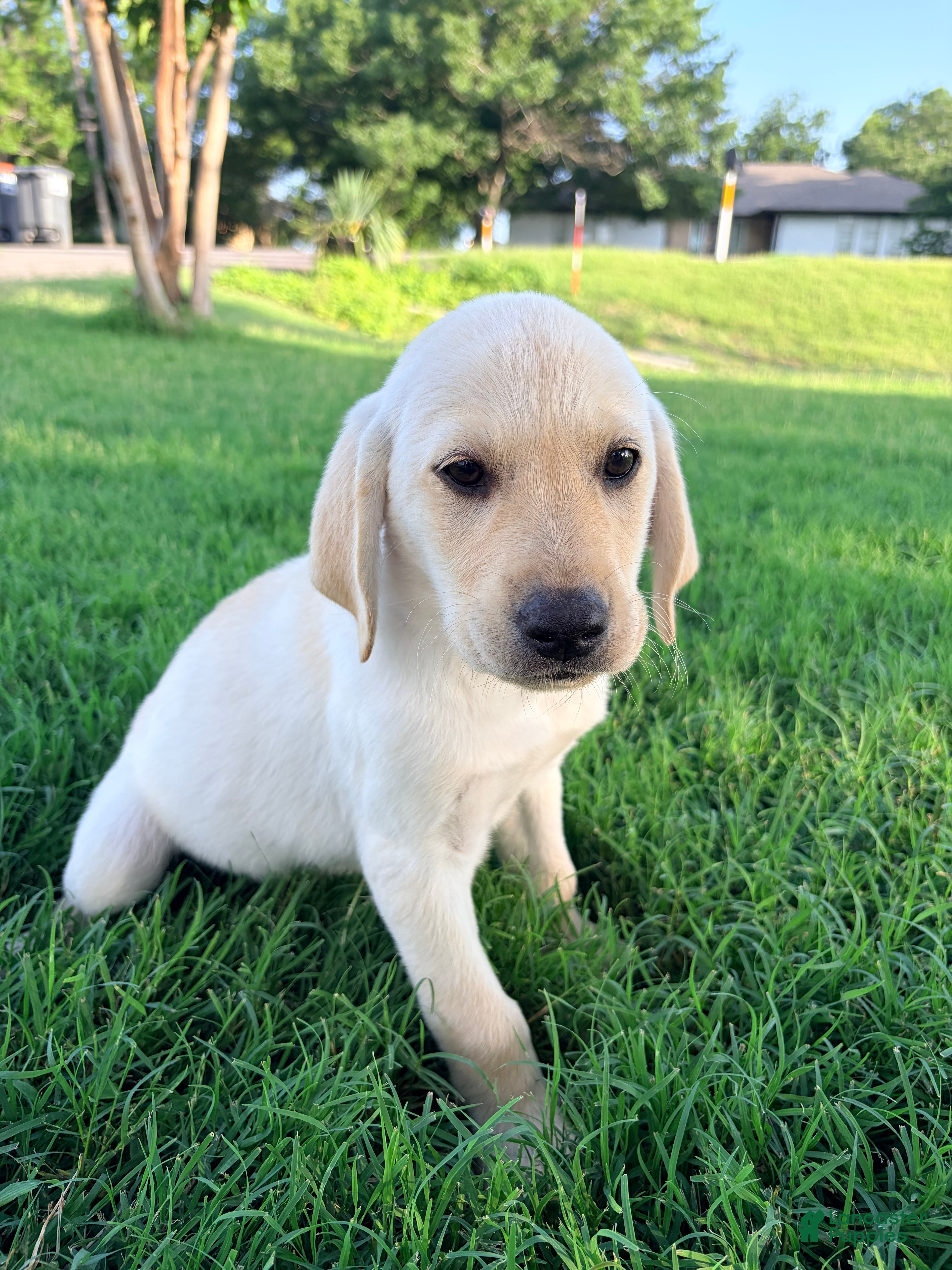 Labrador Retriever dogs Labrador Retriever 7 - Ad 16