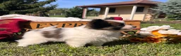 Papillon dogs for sale: Lil Eli❤️AKC🐾Momma is Imported From Poland - Ad 4