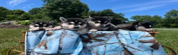Alaskan Klee Kai dogs for sale: Shadow❤️ICA Registered🐾Text or Call 610-643-6846 - Ad 4