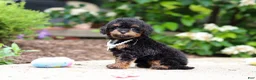 Cavapoo dogs for sale: Callie - Ad 2