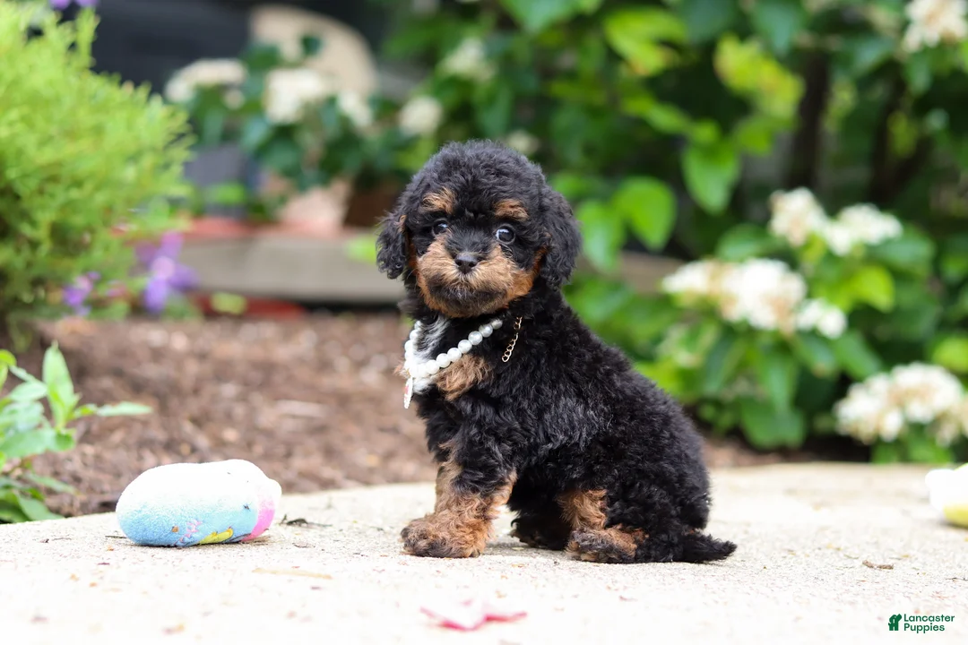 Cavapoo dogs for sale: Callie - Ad 2