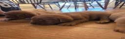 Labrador Retriever dogs for sale: Minnie - Ad 1