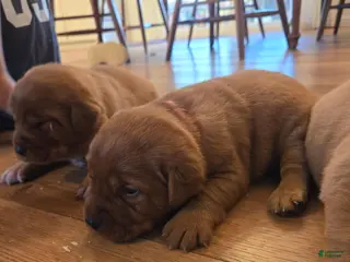 Labrador Retriever dogs Minnie - Ad 24