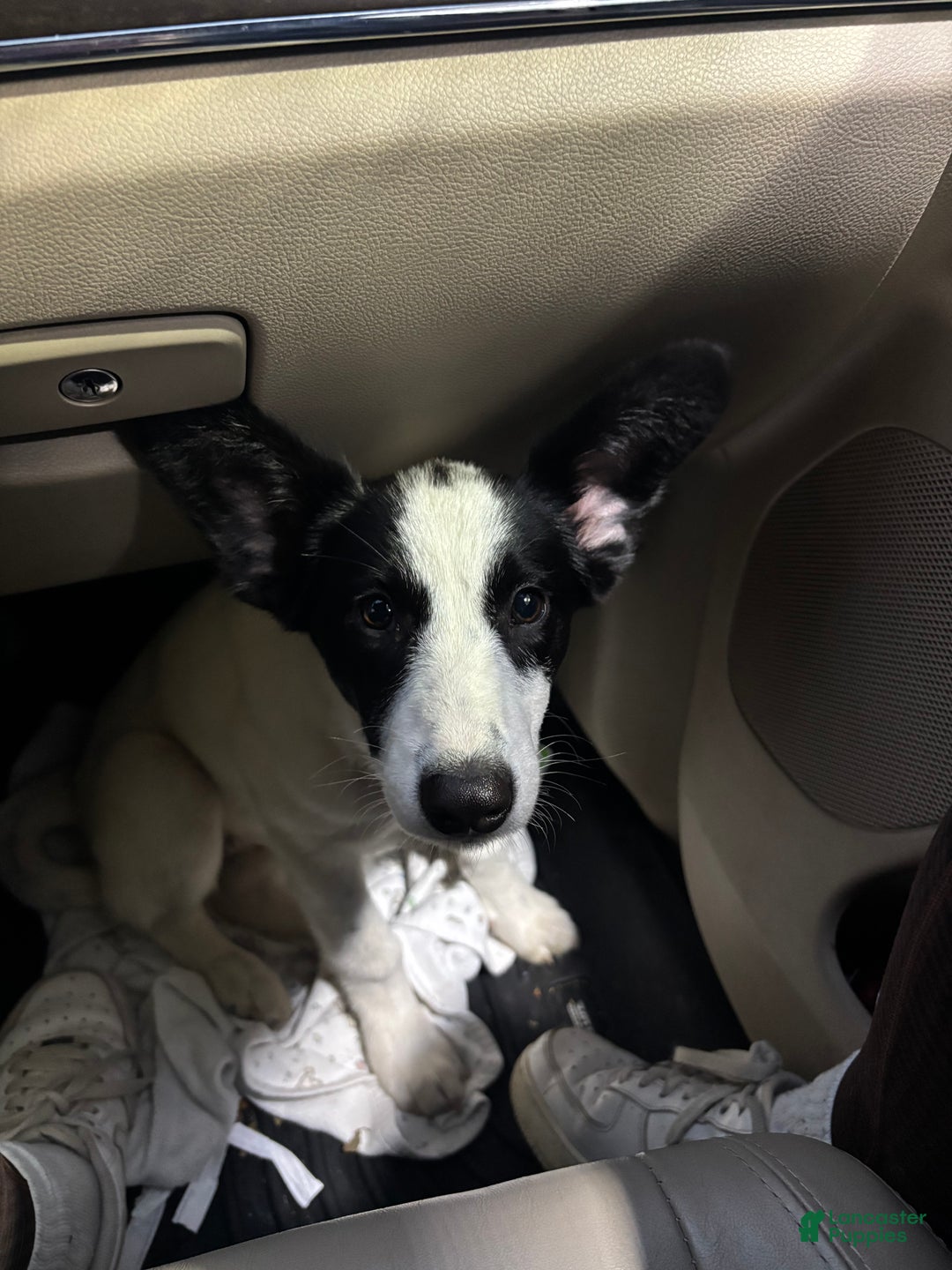 Mixed Breed dogs for sale: Salem - Ad 4
