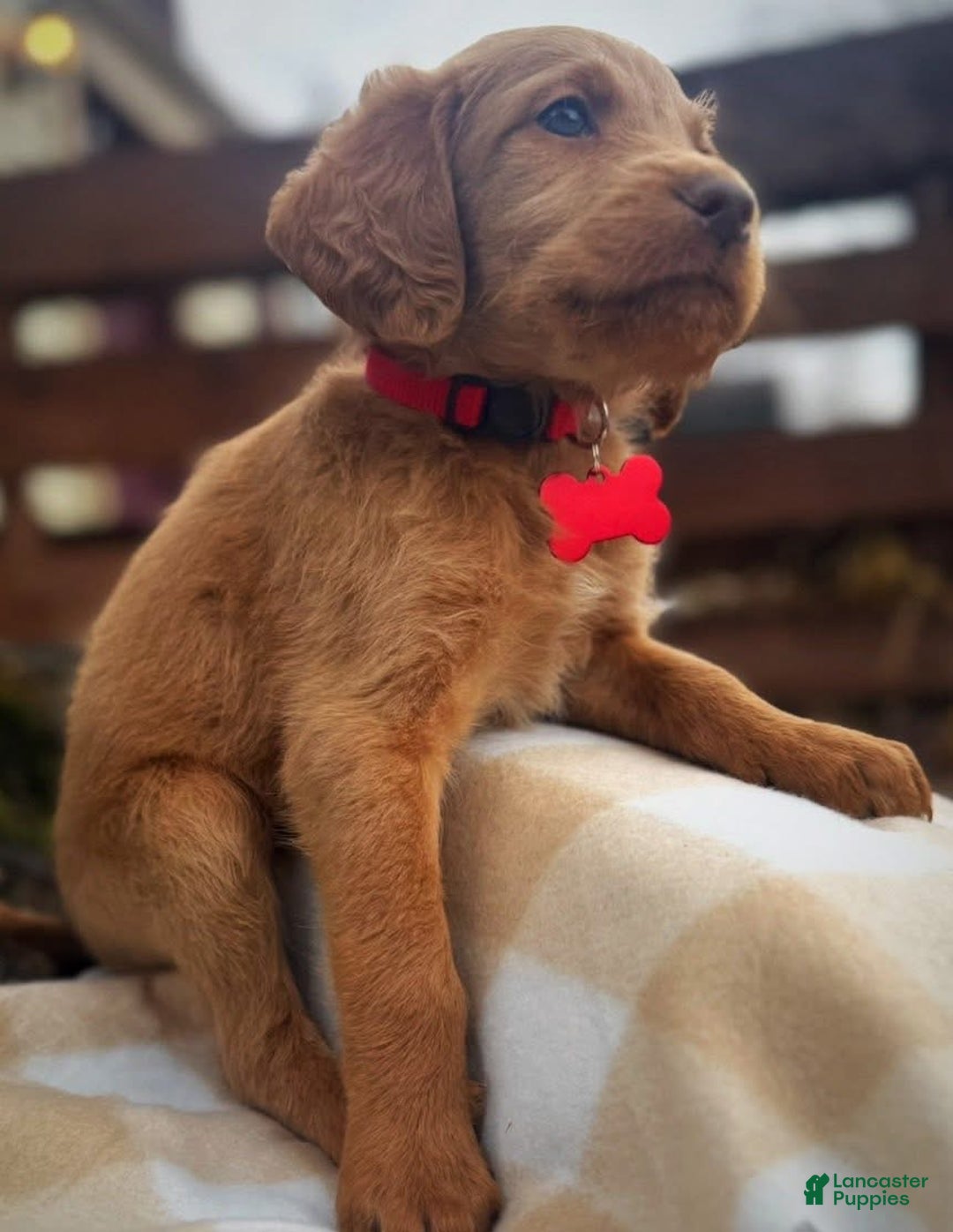 Labradoodle dogs for sale: Labradoodle Puppy 1 - Ad 5