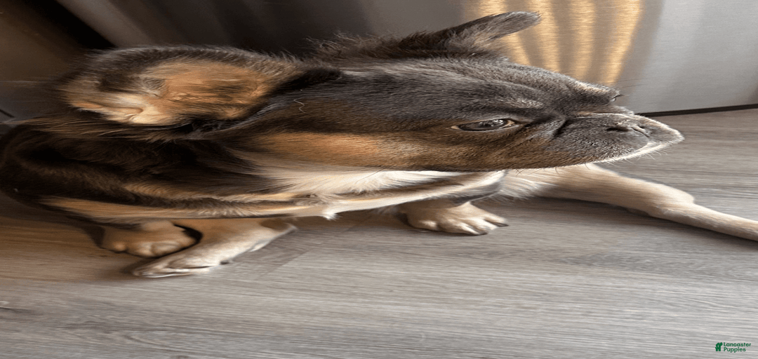 Gallery Image {{count}}