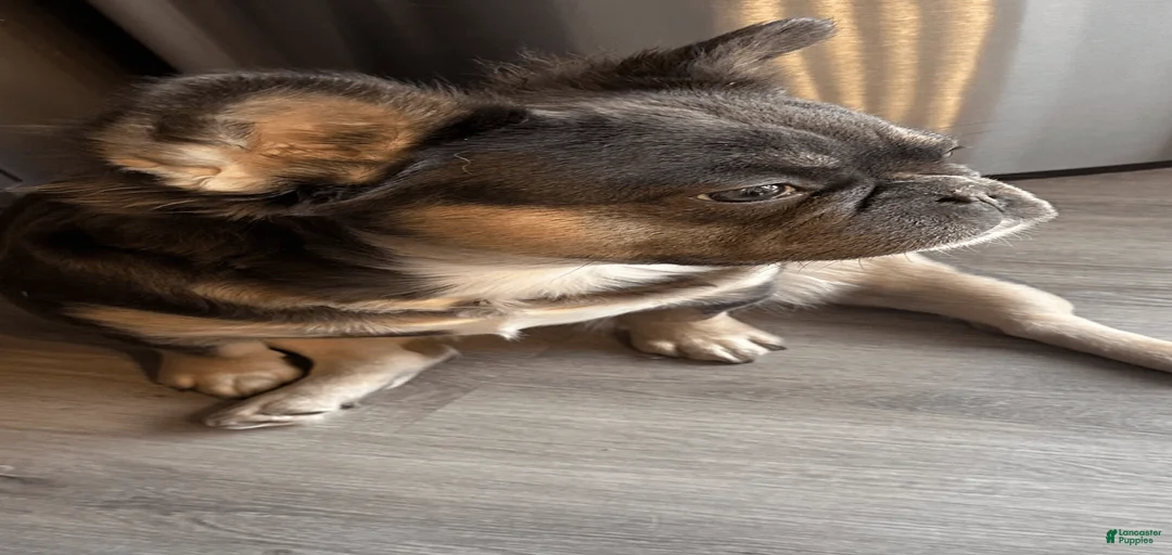 Gallery Image {{count}}