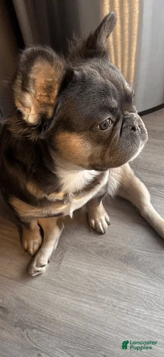 Gallery Image {{count}}