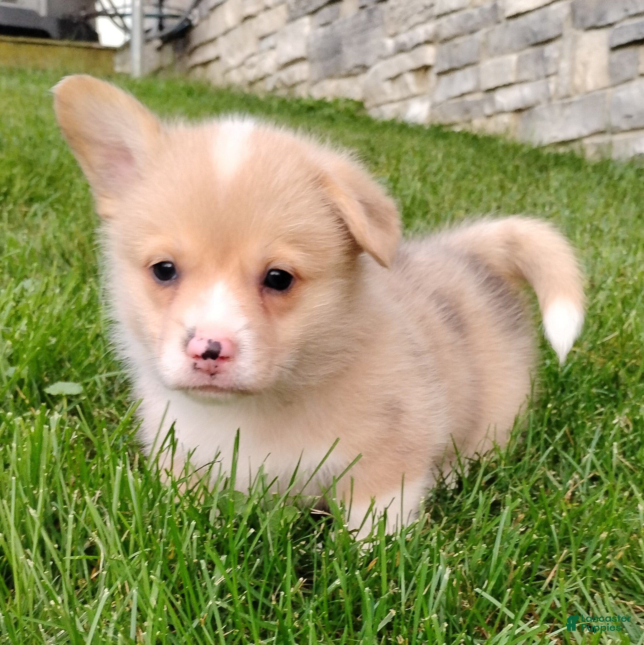 Welsh Corgi Pembroke dogs Welsh Corgi Pembroke 3 - Ad 1