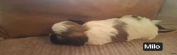 Shih Tzu dogs for sale: Shih Tzu 5 - Ad 2