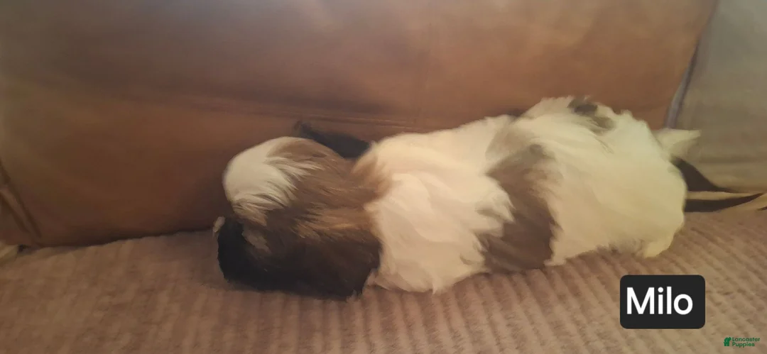 Shih Tzu dogs for sale: Shih Tzu 5 - Ad 2