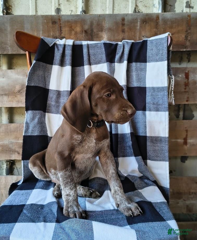 German Shorthaired Pointer dogs Mike - Ad 2