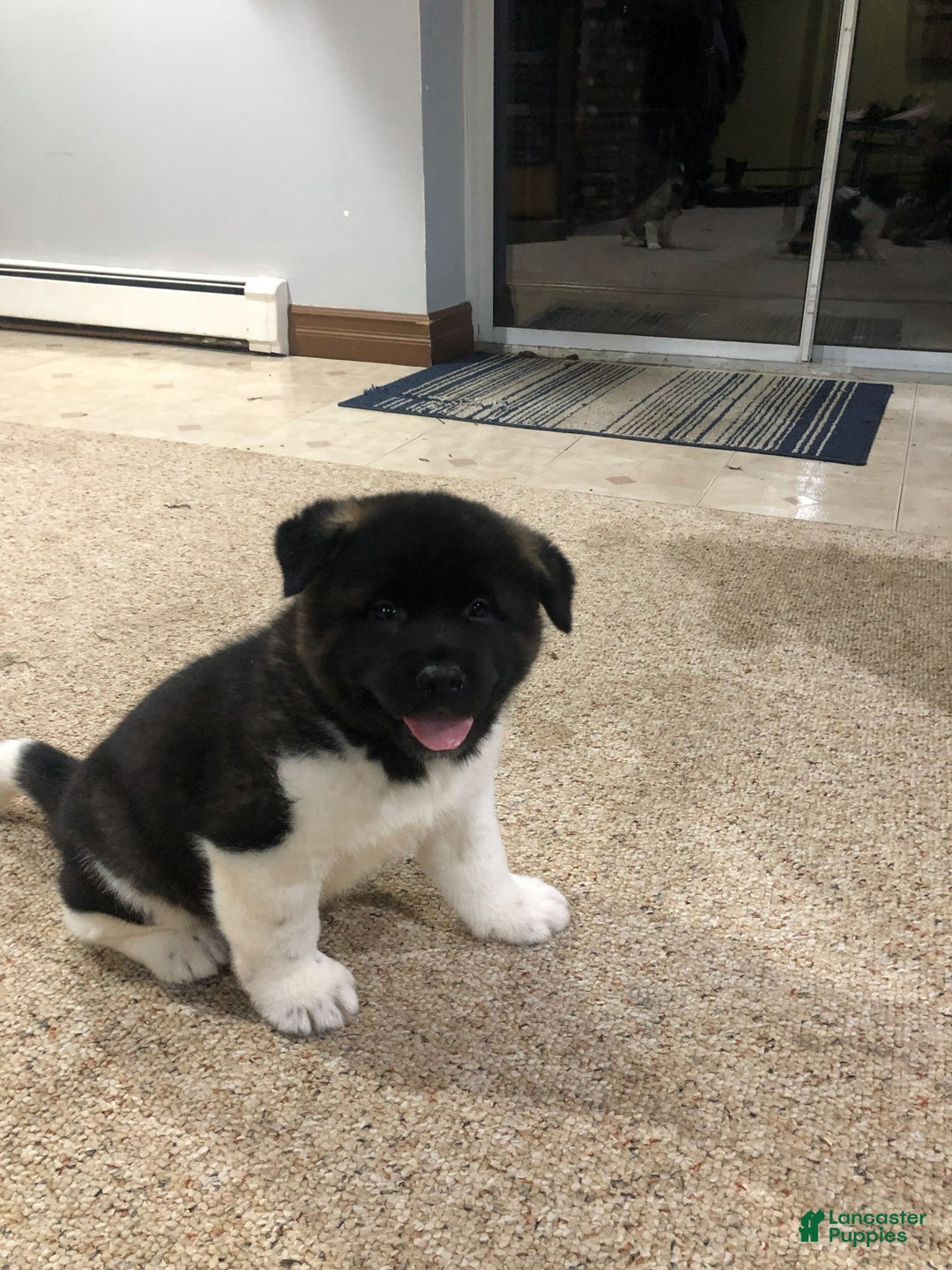Akita dogs for sale: Buster - Ad 2
