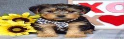 Yorkshire Terrier dogs for sale: Hank  - Ad 2