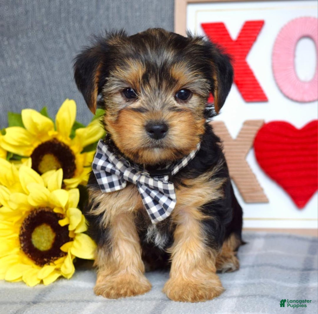 Yorkshire Terrier dogs for sale: Hank  - Ad 2
